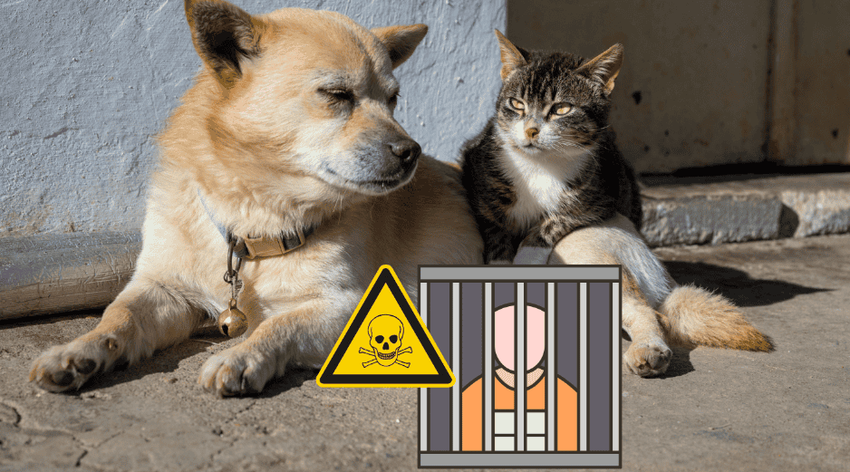 La modificación al Código Penal veracruzano no surgió de la nada, sino como respuesta a lamentables episodios de violencia extrema contra la fauna urbana. CANVA
