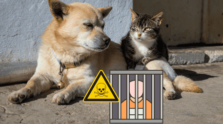 La modificación al Código Penal veracruzano no surgió de la nada, sino como respuesta a lamentables episodios de violencia extrema contra la fauna urbana. CANVA