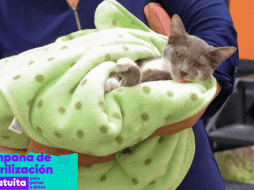La esterilización de perros y gatos no representa un riesgo para su salud y, por el contrario, puede contribuir a prevenir algunas enfermedades. ESPECIAL/ Facebook/ Protección Animal Zapopan