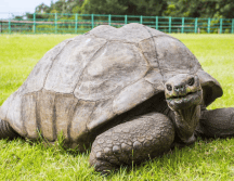 Jonathan ha permanecido en la isla de Santa Elena durante 144 años, convirtiéndose en uno de los animales más longevos conocidos. ESPECIAL