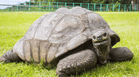 Jonathan ha permanecido en la isla de Santa Elena durante 144 años, convirtiéndose en uno de los animales más longevos conocidos. ESPECIAL