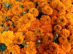 En la tradición prehispánica, los mexicas relacionaban su color con el sol y utilizaban las flores en los espacios dedicados a los muertos. EL INFORMADOR / ARCHIVO