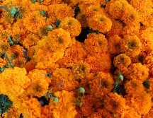 En la tradición prehispánica, los mexicas relacionaban su color con el sol y utilizaban las flores en los espacios dedicados a los muertos. EL INFORMADOR / ARCHIVO