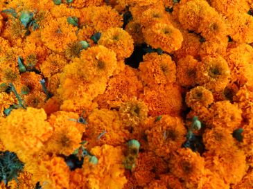 En la tradición prehispánica, los mexicas relacionaban su color con el sol y utilizaban las flores en los espacios dedicados a los muertos. EL INFORMADOR / ARCHIVO