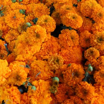 En la tradición prehispánica, los mexicas relacionaban su color con el sol y utilizaban las flores en los espacios dedicados a los muertos. EL INFORMADOR / ARCHIVO
