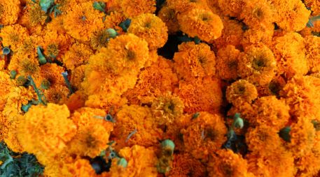 En la tradición prehispánica, los mexicas relacionaban su color con el sol y utilizaban las flores en los espacios dedicados a los muertos. EL INFORMADOR / ARCHIVO
