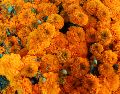 En la tradición prehispánica, los mexicas relacionaban su color con el sol y utilizaban las flores en los espacios dedicados a los muertos. EL INFORMADOR / ARCHIVO