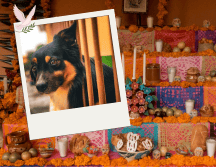 El elemento central de esta ofrenda debe ser una fotografía del animal, acompañada de agua fresca para calmar su sed tras el largo viaje. Pexels