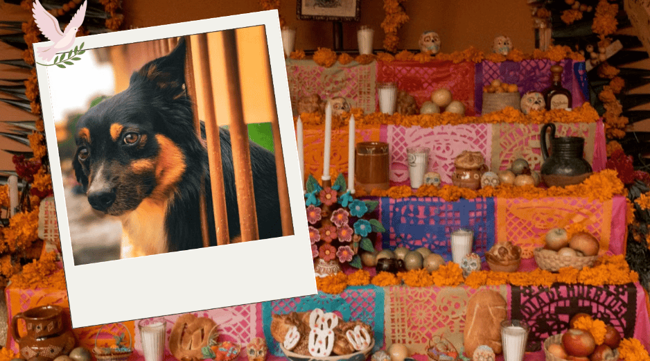 El elemento central de esta ofrenda debe ser una fotografía del animal, acompañada de agua fresca para calmar su sed tras el largo viaje. Pexels