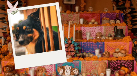 El elemento central de esta ofrenda debe ser una fotografía del animal, acompañada de agua fresca para calmar su sed tras el largo viaje. Pexels
