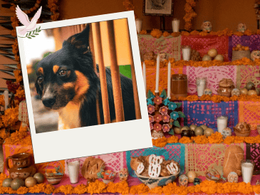 El elemento central de esta ofrenda debe ser una fotografía del animal, acompañada de agua fresca para calmar su sed tras el largo viaje. Pexels