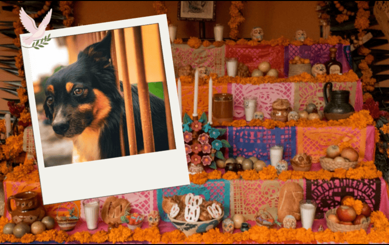 El elemento central de esta ofrenda debe ser una fotografía del animal, acompañada de agua fresca para calmar su sed tras el largo viaje. Pexels