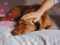 Bastan únicamente diez minutos de interacción táctil directa con un canino para generar cambios fisiológicos medibles en el cuerpo humano. ESPECIAL / CANVA