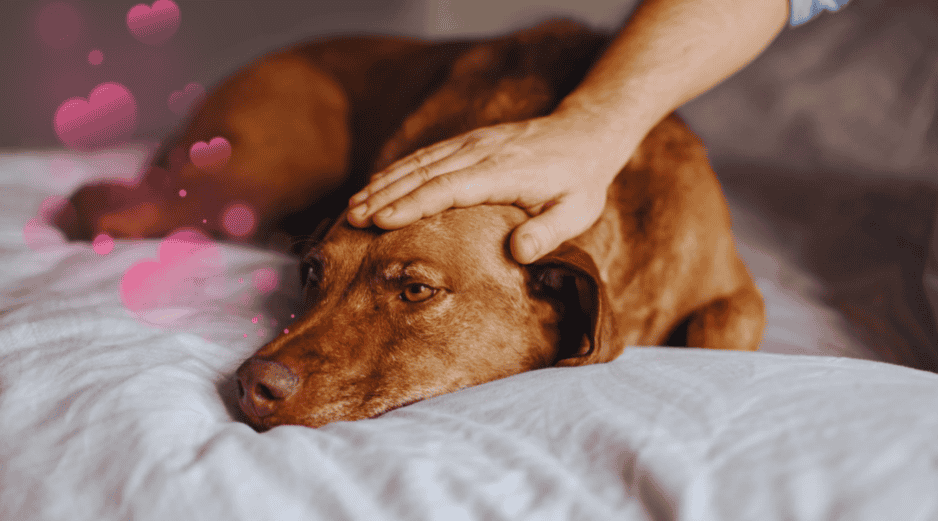 Bastan únicamente diez minutos de interacción táctil directa con un canino para generar cambios fisiológicos medibles en el cuerpo humano. ESPECIAL / CANVA