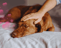 Bastan únicamente diez minutos de interacción táctil directa con un canino para generar cambios fisiológicos medibles en el cuerpo humano. ESPECIAL / CANVA