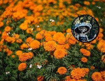 En todos lados venden flores de cempasúchil esta temporada, pero no todas son cultivadas en México. ESPECIAL/PEXELS