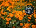 En todos lados venden flores de cempasúchil esta temporada, pero no todas son cultivadas en México. ESPECIAL/PEXELS