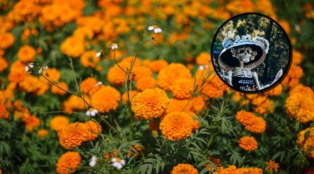 En todos lados venden flores de cempasúchil esta temporada, pero no todas son cultivadas en México. ESPECIAL/PEXELS