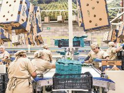 Jalisco generó 11 mil 581 empleos formales durante septiembre, tras las pérdidas registradas en agosto. ESPECIAL