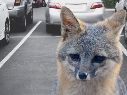 El llamado busca localizar a cualquier persona o mascota que haya tenido contacto físico con el mamífero en esa zona para brindarle atención médica oportuna. ESPECIAL / CANVA