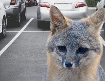 El llamado busca localizar a cualquier persona o mascota que haya tenido contacto físico con el mamífero en esa zona para brindarle atención médica oportuna. ESPECIAL / CANVA