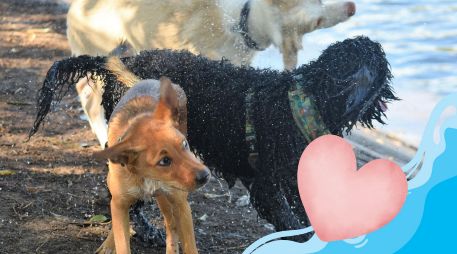 Existe un selecto grupo de lomitos que encuentran en el agua su mayor fuente de diversión; revisa las razas. PEXELS / G. Pup