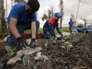 Constanza Soto, gerente de operaciones de Matter of Trust Latam, ha destacado que el cabello funciona como un fertilizante natural excepcional: "Le va entregando nutrientes a la tierra a medida que comienza su proceso de degradación. No permite que se evapore el agua con tanta rapidez como normalmente ocurre. Eso le permite al agricultor un ahorro de hasta un 50% de agua". EFE/ARCHIVO