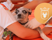 Vacunar a una mascota no solo mejora su calidad de vida, sino que también te permite disfrutar de su compañía por mucho más tiempo. ESPECIAL/ Facebook/ Protección Animal Zapopan
