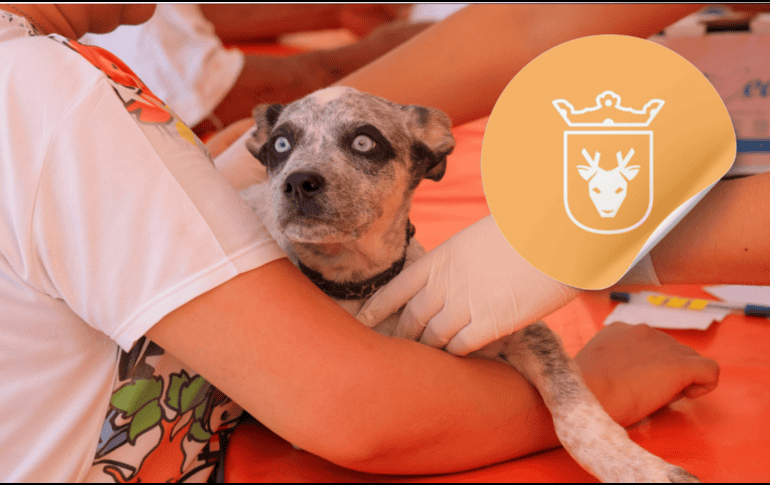 Vacunar a una mascota no solo mejora su calidad de vida, sino que también te permite disfrutar de su compañía por mucho más tiempo. ESPECIAL/ Facebook/ Protección Animal Zapopan