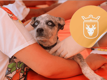 Vacunar a una mascota no solo mejora su calidad de vida, sino que también te permite disfrutar de su compañía por mucho más tiempo. ESPECIAL/ Facebook/ Protección Animal Zapopan