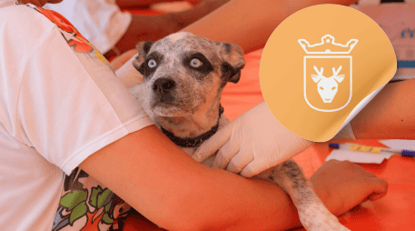 Vacunar a una mascota no solo mejora su calidad de vida, sino que también te permite disfrutar de su compañía por mucho más tiempo. ESPECIAL/ Facebook/ Protección Animal Zapopan