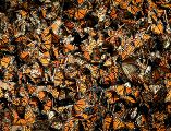 Las fechas exactas de su llegada varían por factores como las corrientes del aire y otras condiciones ambientales. UNSPLASH
