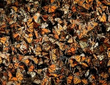 Las fechas exactas de su llegada varían por factores como las corrientes del aire y otras condiciones ambientales. UNSPLASH