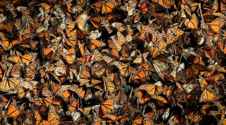 Las fechas exactas de su llegada varían por factores como las corrientes del aire y otras condiciones ambientales. UNSPLASH