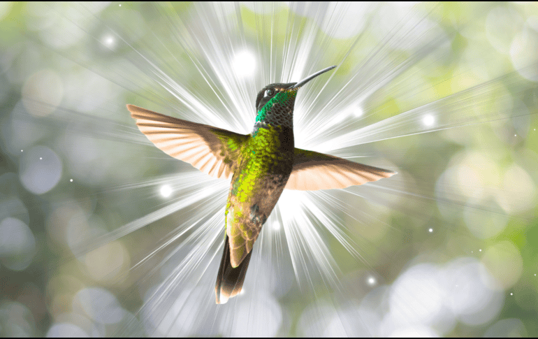 La visita de un colibrí es un hermoso recordatorio de que la alegría, la sanación y la esperanza están siempre presentes. ESPECIAL / CANVA
