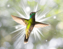 La visita de un colibrí es un hermoso recordatorio de que la alegría, la sanación y la esperanza están siempre presentes. ESPECIAL / CANVA