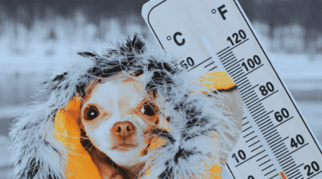 No olvides proteger a tus mascotas del frío, brindándoles un refugio cálido al interior del hogar durante la madrugada. ESPECIAL / CANVA