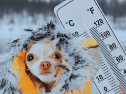 No olvides proteger a tus mascotas del frío, brindándoles un refugio cálido al interior del hogar durante la madrugada. ESPECIAL / CANVA