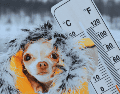 No olvides proteger a tus mascotas del frío, brindándoles un refugio cálido al interior del hogar durante la madrugada. ESPECIAL / CANVA