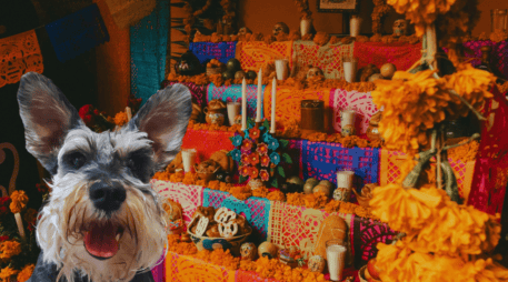 El primer altar de muertos no se dedica a los humanos, sino a los compañeros más leales. ESPECIAL / CANVA