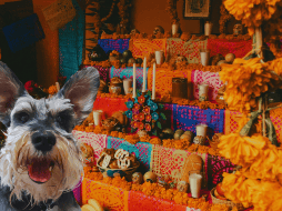El primer altar de muertos no se dedica a los humanos, sino a los compañeros más leales. ESPECIAL / CANVA