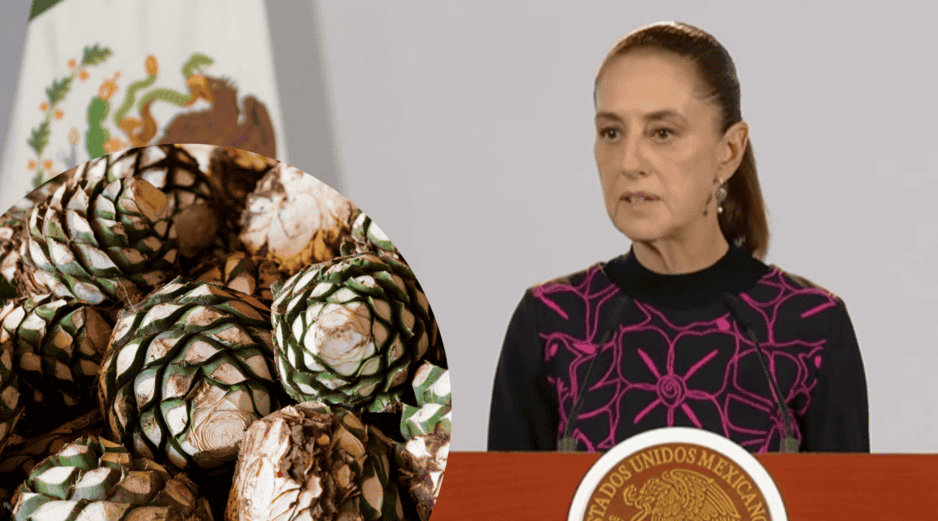 Los precios del agave han bajado hasta 50 centavos por kilo para productores independientes. El sector pide una planeación estratégica y fomentar los contratos de cultivo para estabilizar el mercado. YOUTUBE/CLAUDIASHEINBAUMPARDO
