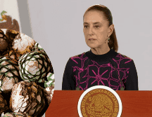 Los precios del agave han bajado hasta 50 centavos por kilo para productores independientes. El sector pide una planeación estratégica y fomentar los contratos de cultivo para estabilizar el mercado. YOUTUBE/CLAUDIASHEINBAUMPARDO