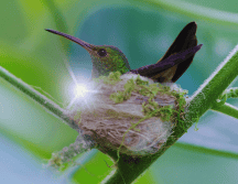 En la actualidad, muchas culturas latinoamericanas interpretan la llegada de un colibrí como un mensaje de seres queridos que han fallecido. ESPECIAL / CANVA