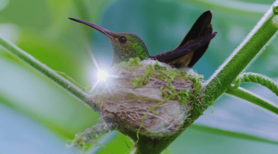 En la actualidad, muchas culturas latinoamericanas interpretan la llegada de un colibrí como un mensaje de seres queridos que han fallecido. ESPECIAL / CANVA
