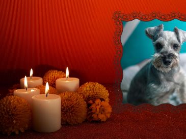 La base gastronómica del altar debe centrarse en la dieta habitual que el animal disfrutaba en vida. ESPECIAL / CANVA