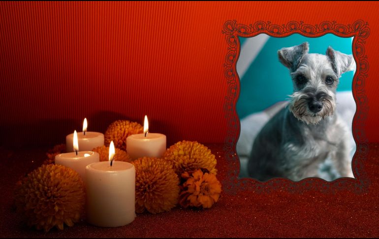La base gastronómica del altar debe centrarse en la dieta habitual que el animal disfrutaba en vida. ESPECIAL / CANVA