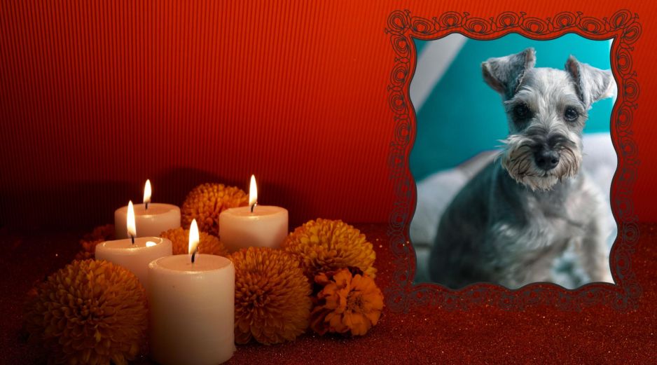 La base gastronómica del altar debe centrarse en la dieta habitual que el animal disfrutaba en vida. ESPECIAL / CANVA
