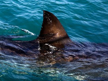 Señalan que la mujer habría llevado consigo un dispositivo magnético usado para ahuyentar a tiburones, pero parece que este no habría funcionado. AP / ARCHIVO