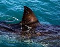 Señalan que la mujer habría llevado consigo un dispositivo magnético usado para ahuyentar a tiburones, pero parece que este no habría funcionado. AP / ARCHIVO